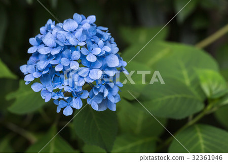 hydrangea hydrangea 32361946