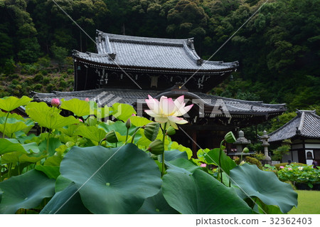 蓮花Mie Murotoji 蓮花Mie Murotoji 32362403