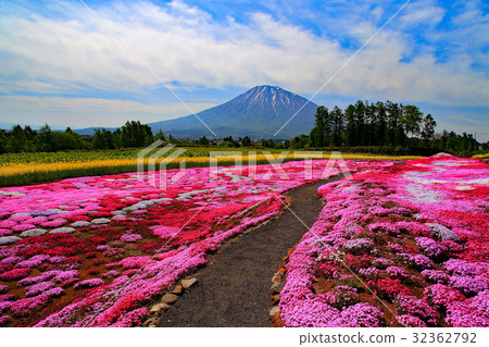 Sunny Mt. Yotei and mosquito cherry blossoms 32362792