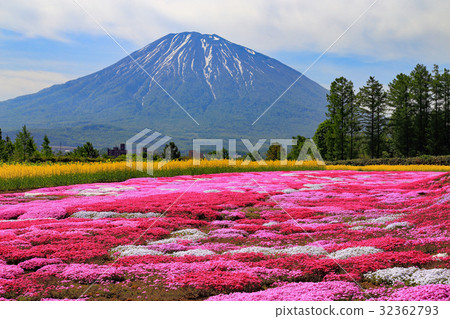 Sunny Mt. Yotei and mosquito cherry blossoms 32362793