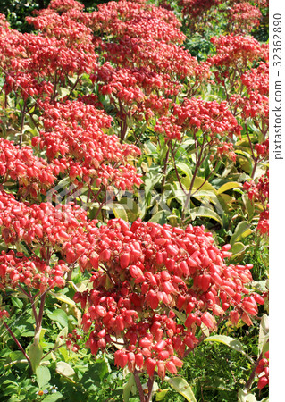 Child treasure 32362890