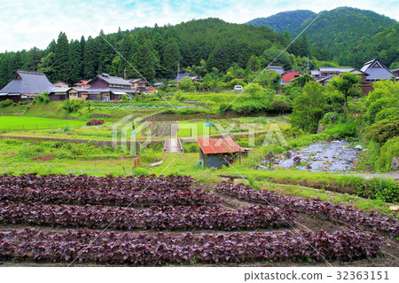 Ohara no Sato Red its origin region Ohara no Sato Red its origin region 32363151
