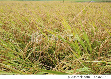 Good harvest Good harvest 32363168