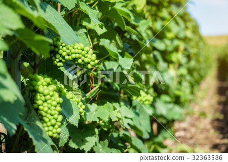 Vine green grape in champagne vineyards 32363586