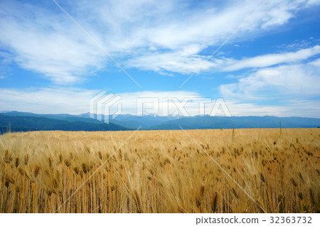 Barley fall Barley fall 32363732