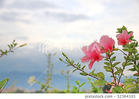 扶桑花 扶桑花 32364101