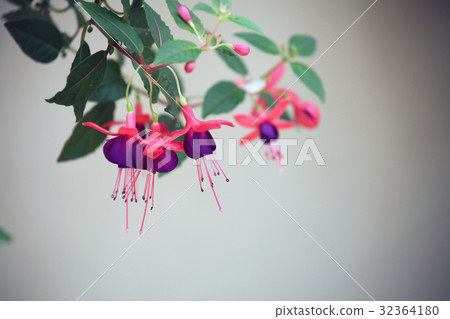 紫紅色 紫紅色 32364180