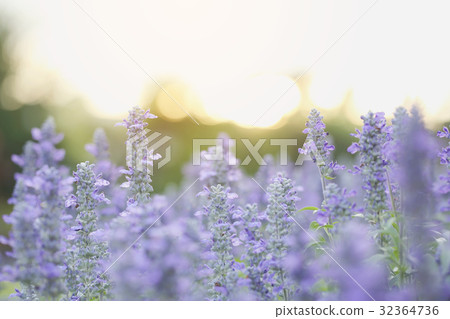 lavender flower in sunset lavender flower in sunset 32364736