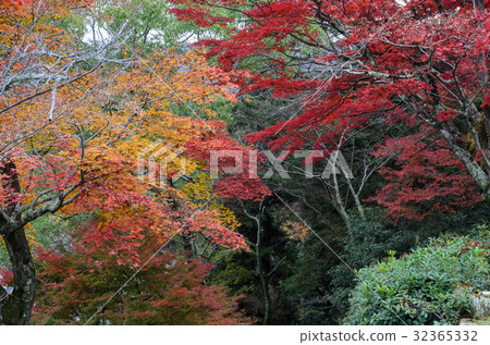 Maple leaves valley park  in Miyajima, Japan 32365332