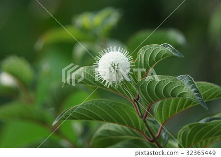 Bellows tree Bellows tree 32365449