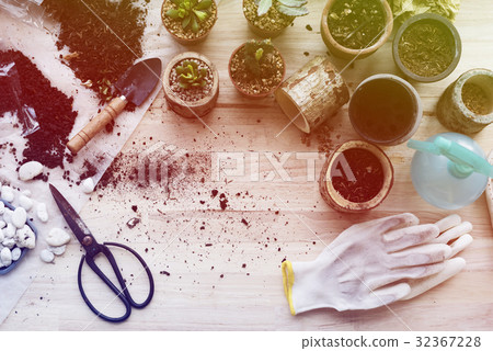 Planting plants cactuses soil stones on a wooden table 32367228