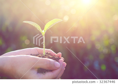 plant in the hands. 32367446