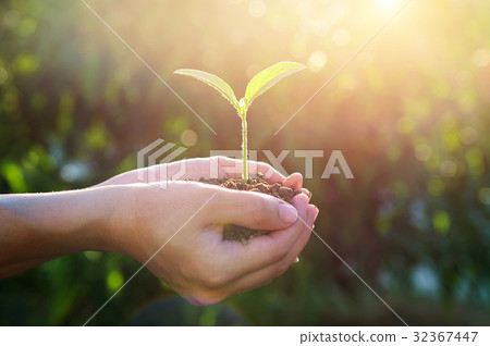 plant in the hands. plant in the hands. 32367447
