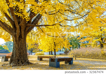 Autumn in Gyeongbokgung Palace,South Korea. Autumn in Gyeongbokgung Palace,South Korea. 32367474