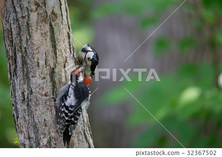 Parent and child of red rain - Young bird (male) Great Spotted Woodpecker Parent and child of red rain - Young bird (male) Great Spotted Woodpecker 32367502