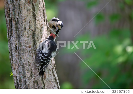 Parent and child of red rain - Young bird (male) Great Spotted Woodpecker Parent and child of red rain - Young bird (male) Great Spotted Woodpecker 32367505