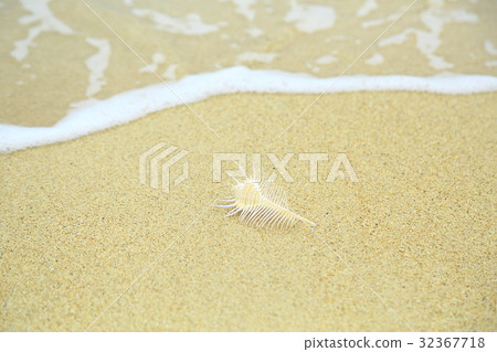 海灘蜜月 海灘蜜月 32367718