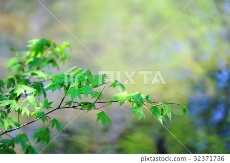 Fresh green maple Momiji tree leaves waterside 32371786