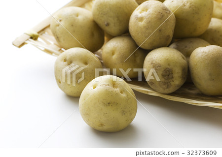 新瑜伽小馬鈴薯7 32373609