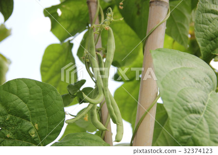 芸豆，芸豆 32374123