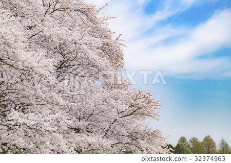 Negishi Forest Park 32374963