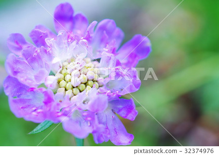 Scabiosa flower 32374976