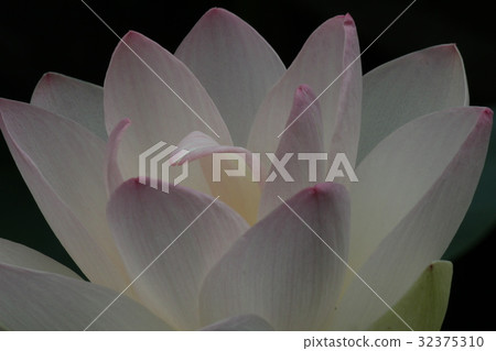 蓮花 蓮花 32375310