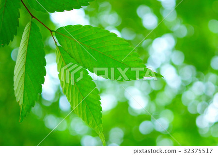Kayakino fresh green 32375517