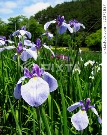 Goshikino Park Ayame花園 32375657