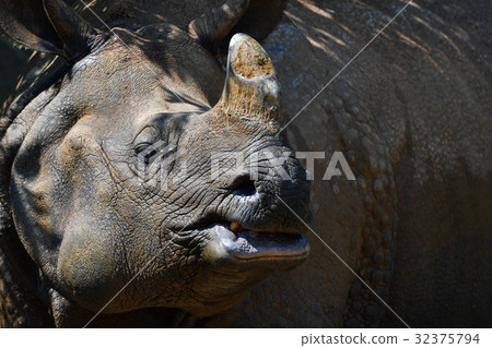 [動物]印度犀牛（6） 32375794