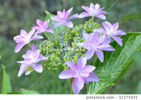 繡球 32375935