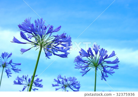 天空和Agapanthus 天空和Agapanthus 32375936