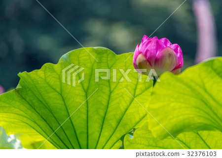 蓮花 蓮花 32376103