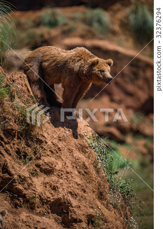 Brown bear leaning out over rocky cliff Brown bear leaning out over rocky cliff 32376294