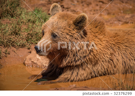 Brown bear lying in mud in sunshine Brown bear lying in mud in sunshine 32376299