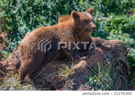 Brown bear lying on rock amongst undergrowth Brown bear lying on rock amongst undergrowth 32376300