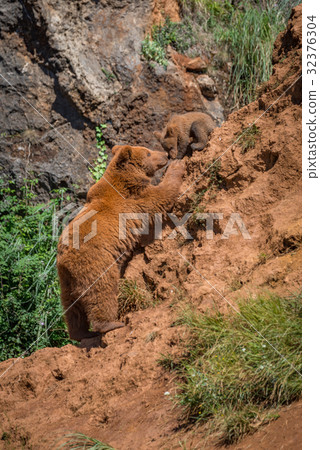 Brown bear mother reaching up to cub Brown bear mother reaching up to cub 32376304