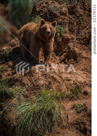 Brown bear standing on red rocky outcrop 32376313