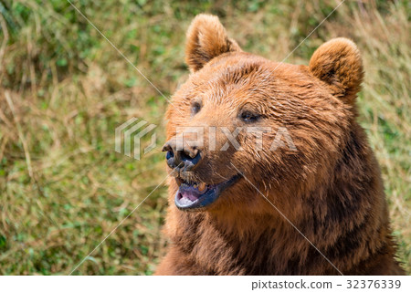 Close-up of brown bear head in sunshine Close-up of brown bear head in sunshine 32376339
