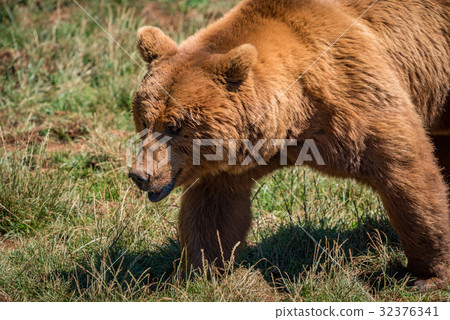 Close-up of brown bear walking in grass Close-up of brown bear walking in grass 32376341