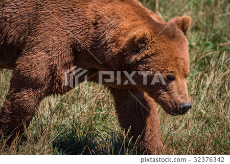 Close-up of brown bear walking in grassland Close-up of brown bear walking in grassland 32376342