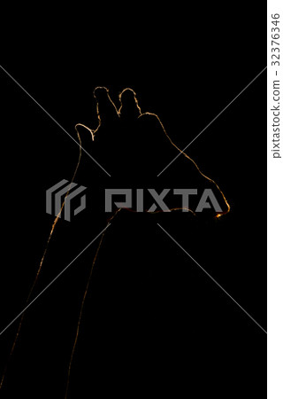 Close-up of giraffe silhouette with rim lighting Close-up of giraffe silhouette with rim lighting 32376346
