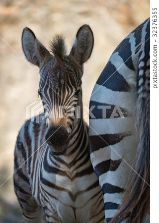 Close-up of Grevy zebra foal in shadow Close-up of Grevy zebra foal in shadow 32376355