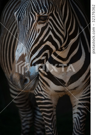 Close-up of Grevy zebra head and legs 32376362