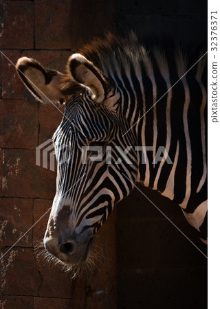 Close-up of Grevy zebra head in sunlight 32376371