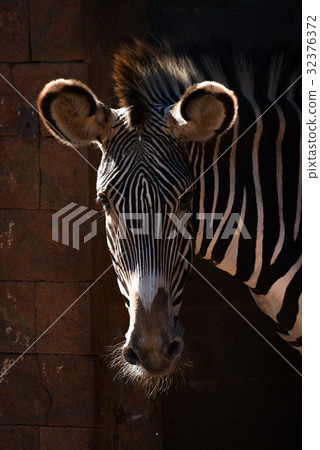 Close-up of Grevy zebra head in sunshine 32376372