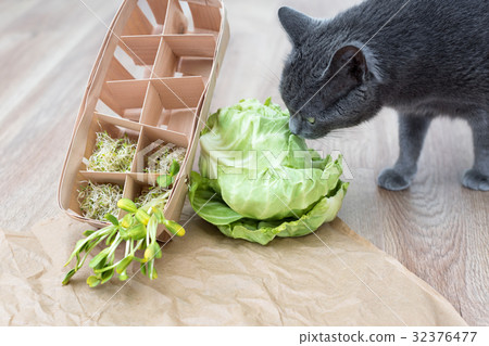 Gray cat sniffing food, green cabagge and micro 32376477