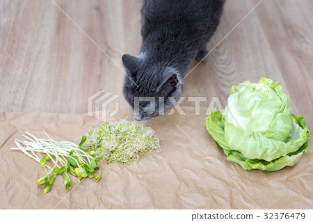 Gray cat sniffing food, green cabagge and micro 32376479