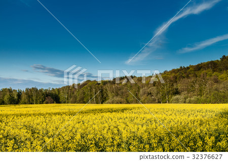 Yellow oilseed rape field 32376627