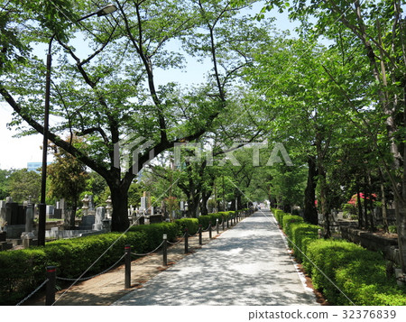 Aoyama cemetery where fresh green is beautiful (central street of cherry blossom row) 32376839